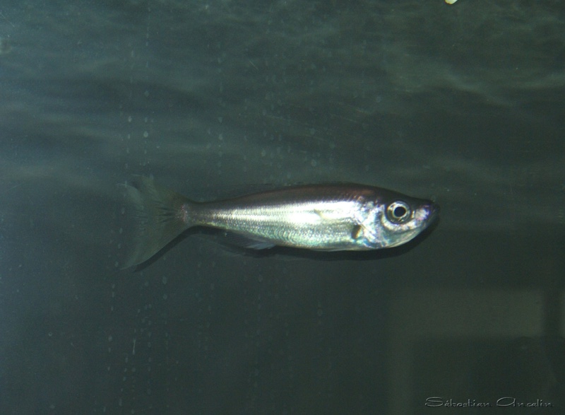 Benthochromis melanoides